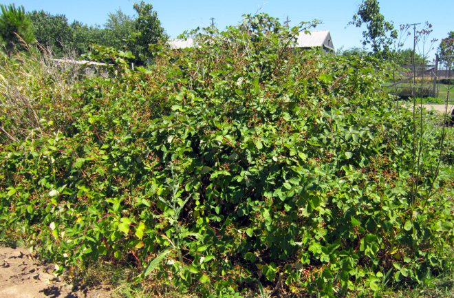 Blackberry-Bramble-6_24