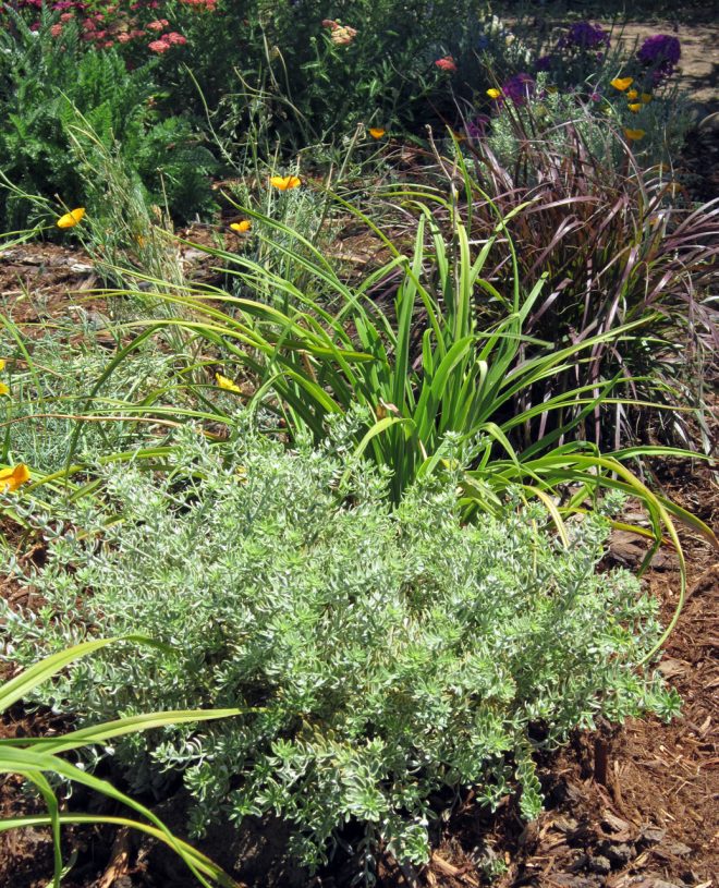 Coast-Rosemary-and-feather-grass