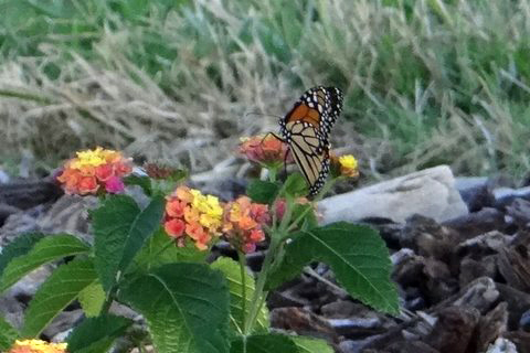 Monarch Butterfly 3 7_19