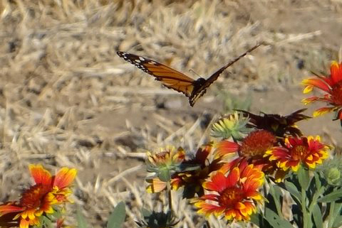 Monarch Butterfly 7_19