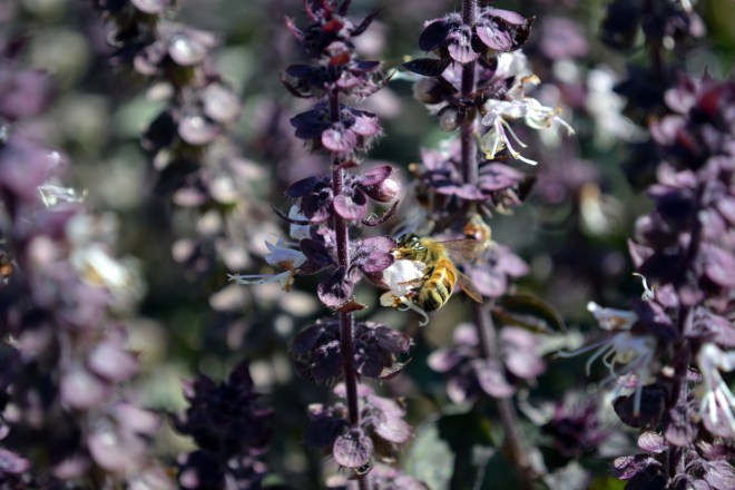 Bee-Basil-9_12