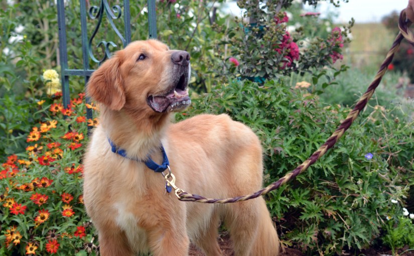 The virtues of dogs and&nbsp;gardens