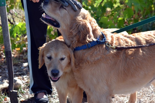 Brutus-and-Sierra2_10