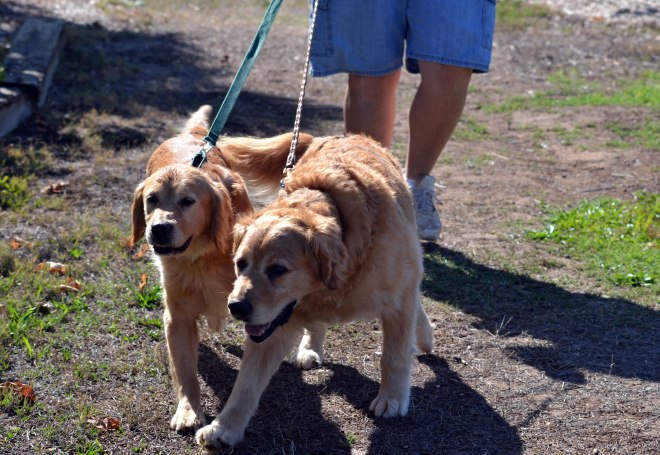 Brutus-and-Sierra9_10