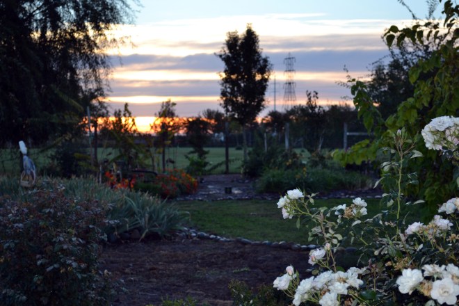Garden-at-Sunrise3_10