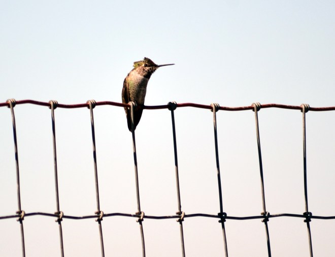 Hummingbird-Courting2