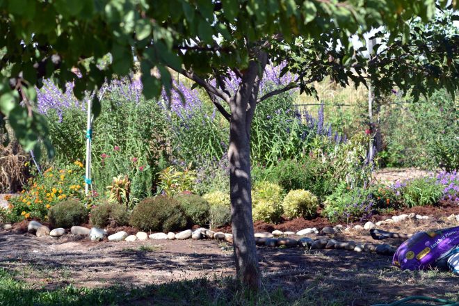 Hummingbird-Garden3_10