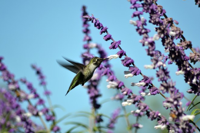 Hummingbird7_10