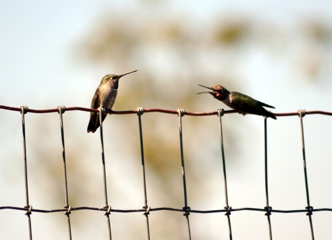 Hummingbirds-Courting