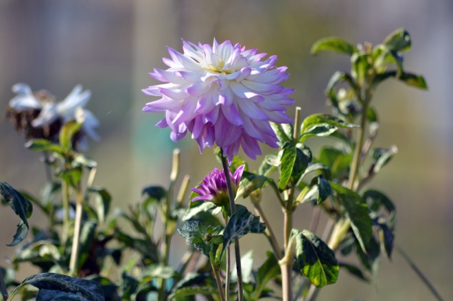 Dahlias3_November
