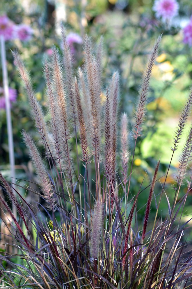 Feather-grass_11
