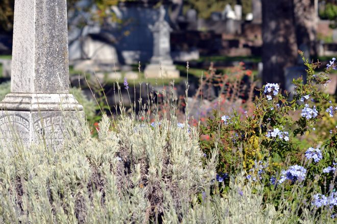 Lavender_Cemetery
