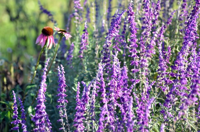 Mexican-Sage-Coneflower_11