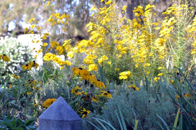 Rudbeckia_Cemetery