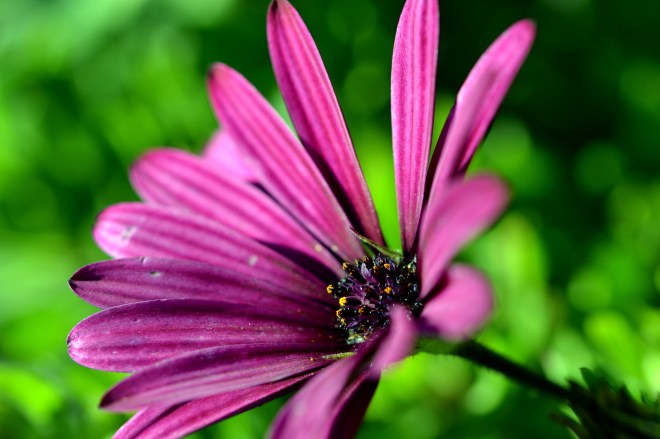 African-Daisy-Detail-_12