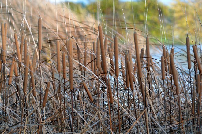 Cattails_12