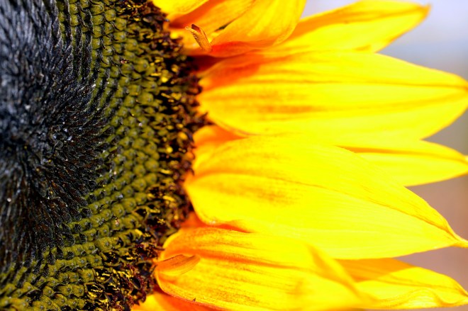 Sunflower-Detail-_12