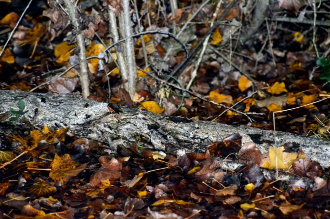 Winter-Fallen-branch
