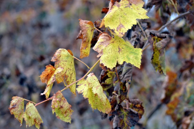 Winter-Grape-Leaves2