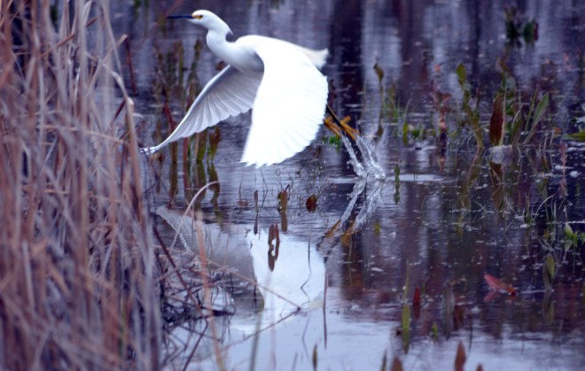 Egret_Flight_1_13