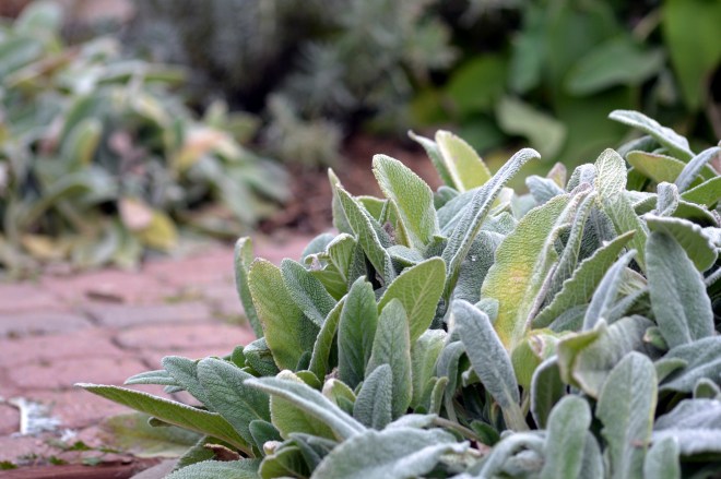 Lamb's-Ear_1_13
