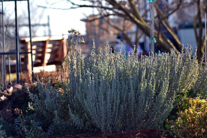 Lavender_Winter_2013