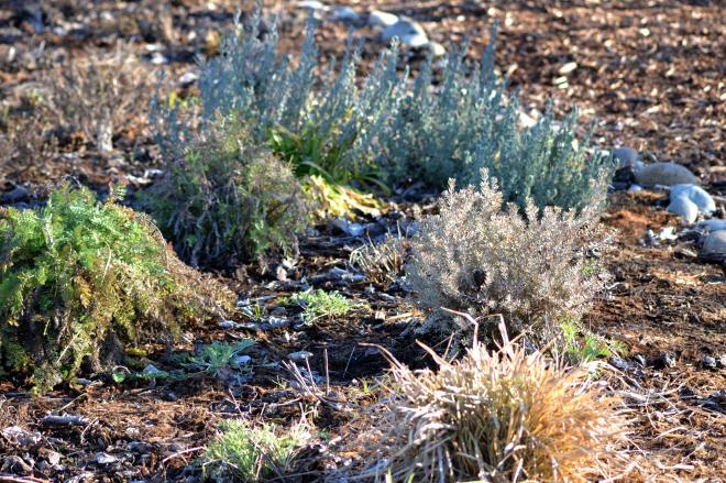 Perennial_Winter_2013