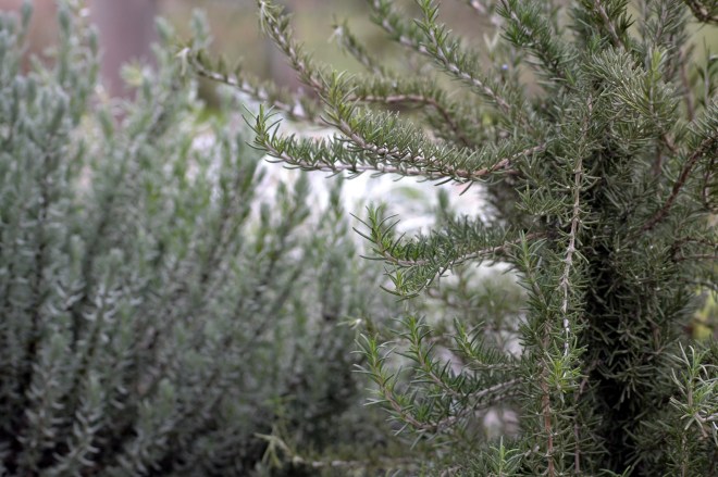 Rosemary_1_13
