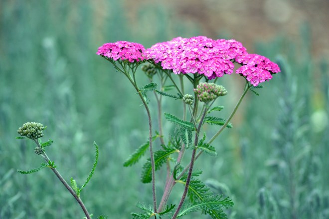Yarrow2_1_13