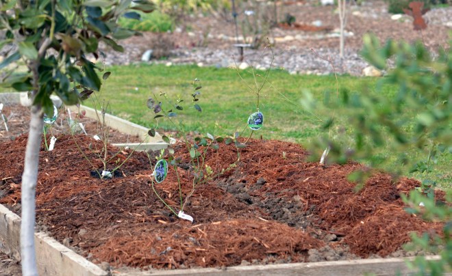 Blueberries-Installed-2_13