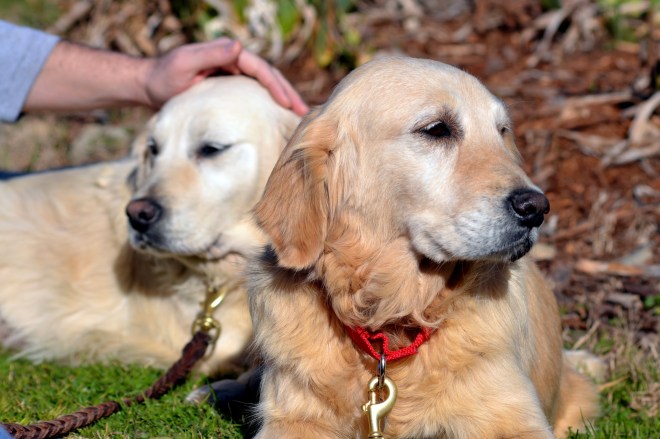 Breeder-Pups-10_2_13