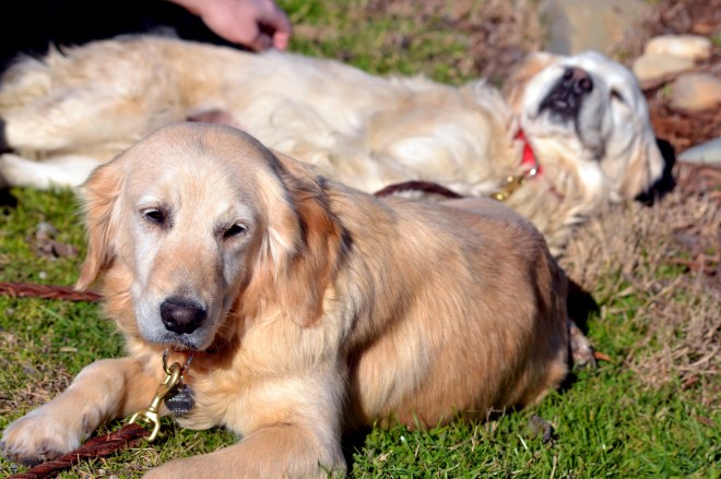 Breeder-Pups-23_2_13