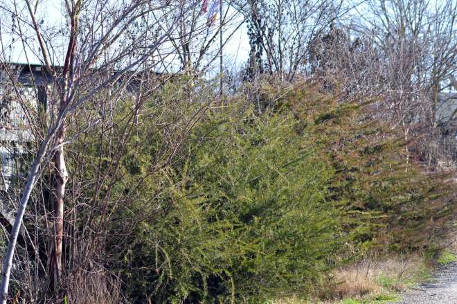 Entry-Project-1_2_13