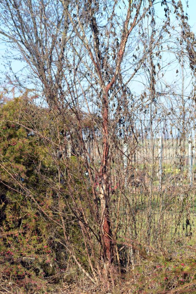 Entry-Project-5_2_13