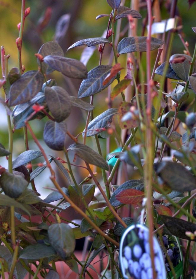 Highbush-Blueberries-3_2_13