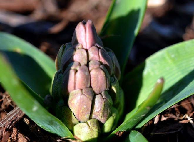 Hyacinth2_2_13