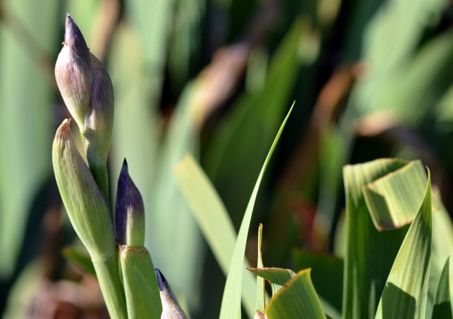 Iris-Bud-2_13