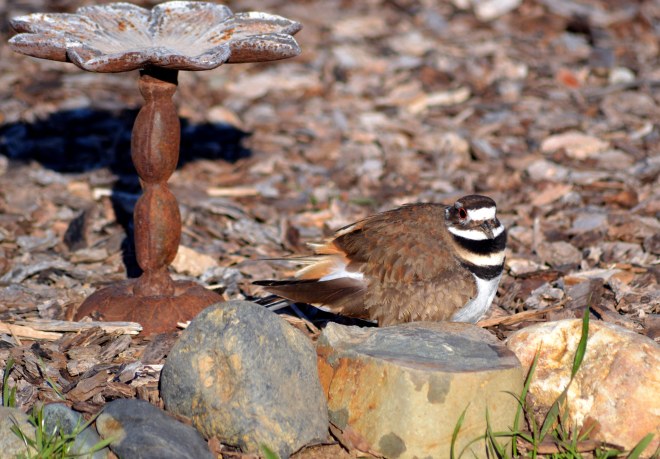 Killdeer3_2_13