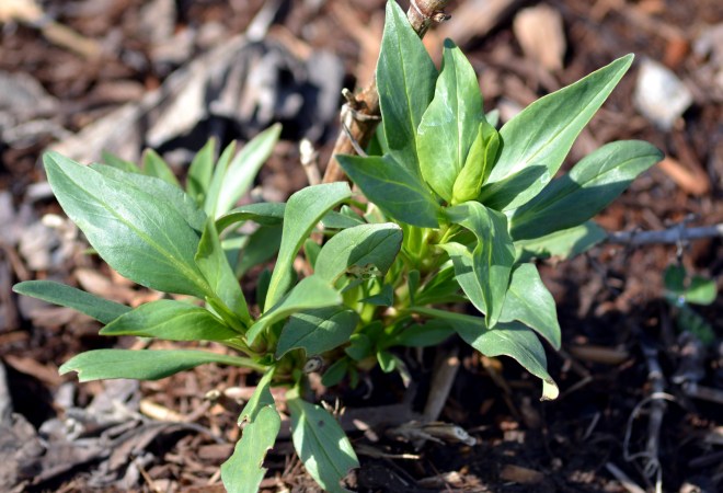 Asiatic-Lily-Early-Spring
