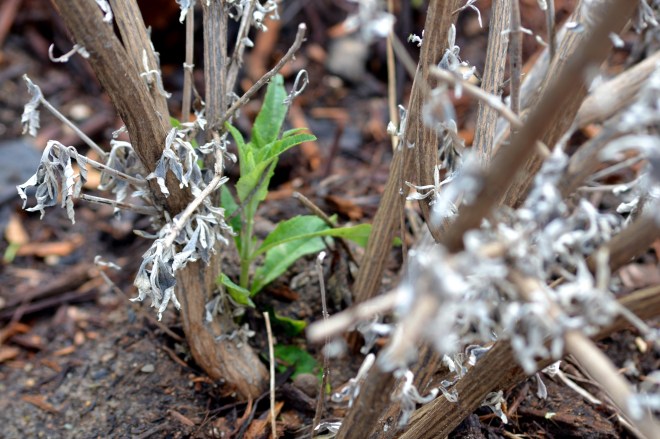 Butterfly-Bush-Reborn