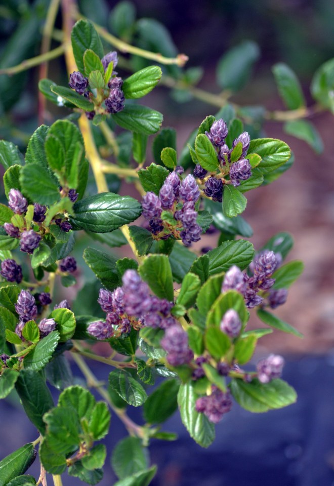 California-Lilac1_3_13