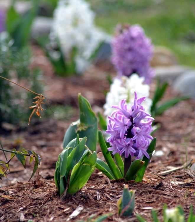 Hyacinth1_3_13