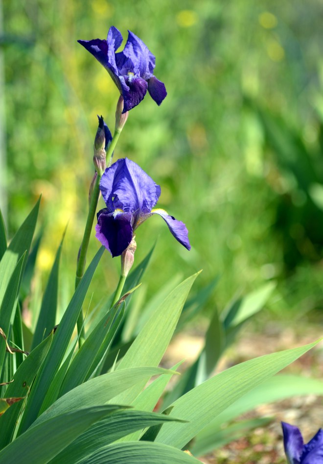 Iris-Early-Spring