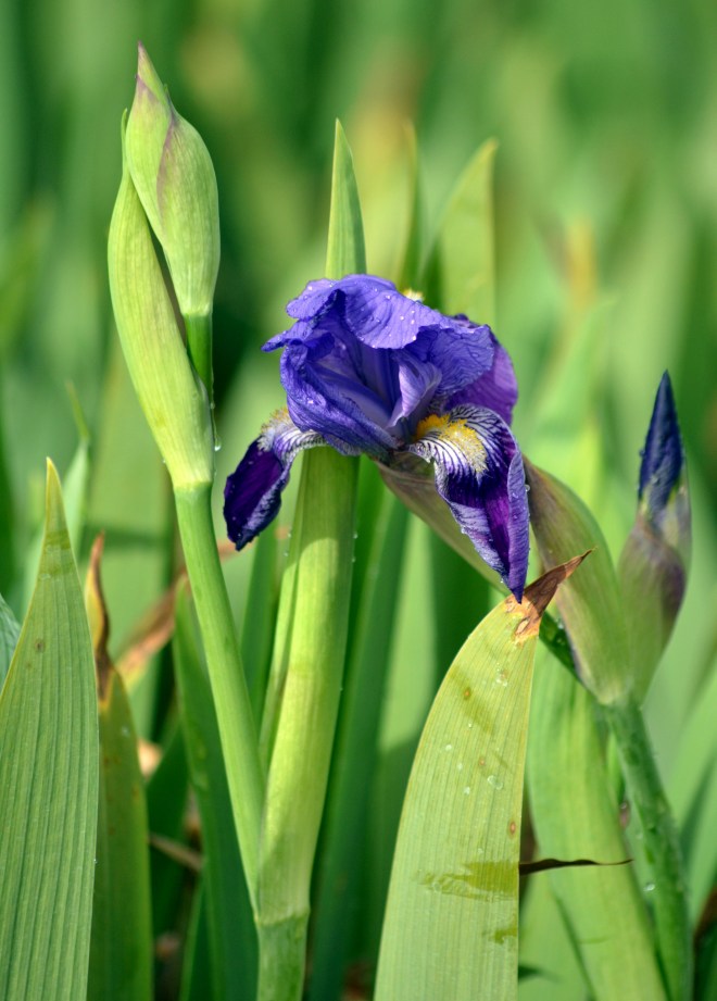 Iris1_3_13
