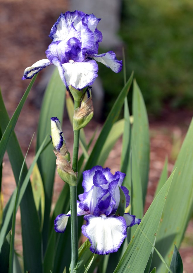 Iris3_3_13