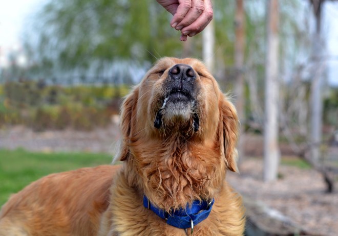 Please-Please-Please