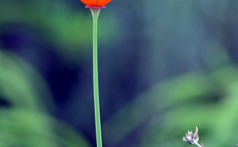 The gardener as&nbsp;instrument