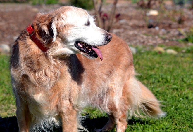 Sugar-versisque-corculum-early-spring