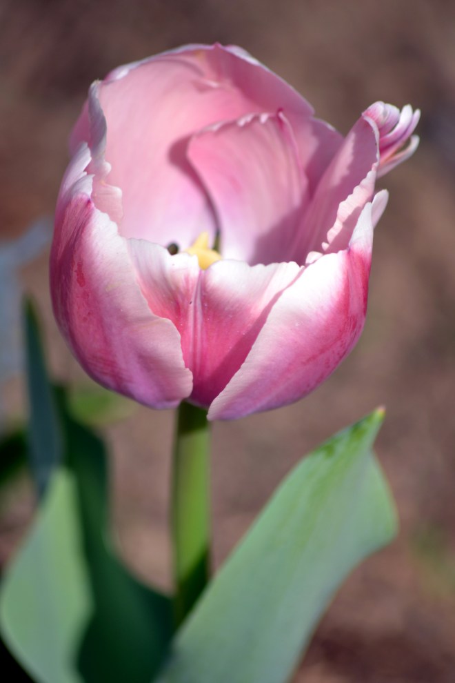 Tulip-early-Spring