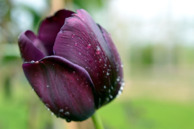Tulip-Purple